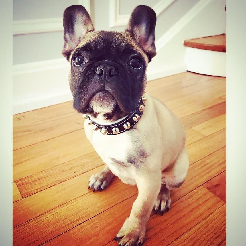 Collar Rock de Cuero para Perros Bestia - Talla S - cuello de 25 a 30 cm