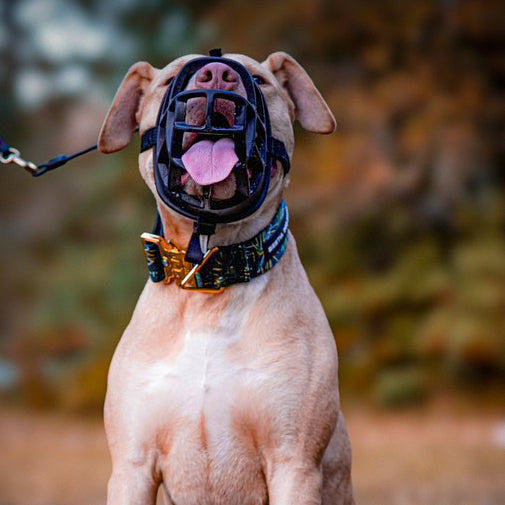 Collar GripPro Dorado para Perros Bestia - Talla XL - de 54,9 a 89,9 cm
