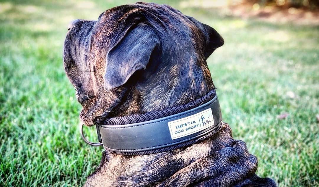 Collar Deportivo Ajustable para Perros Bestia - Talla M - cuello de 42,4 a 52,3 cm