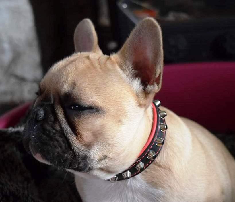 Collar Rock de Cuero para Perros Bestia - Talla S - cuello de 25 a 30 cm